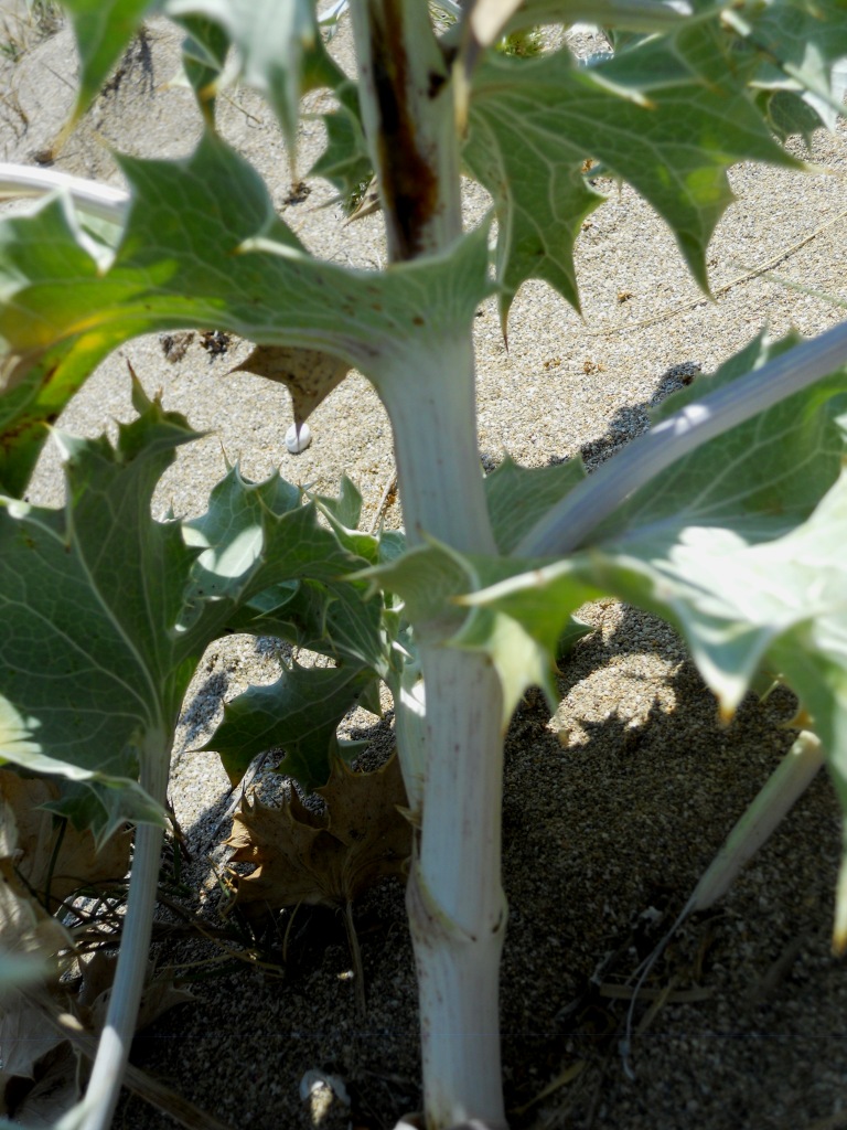 Eryngium maritimum